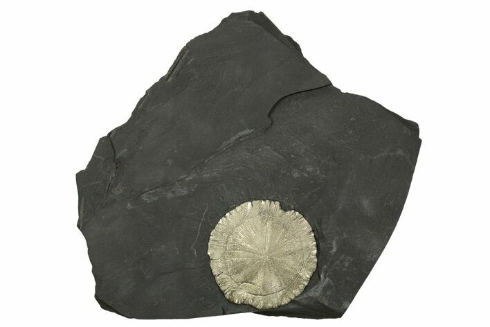 Pyrite Sun on Slate - Sparta, Illinois #315875